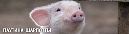   / Charlotte's Web
